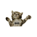 One Ball: Flying Cat Stomp Pad